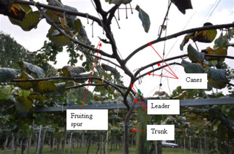 Kiwifruit pruning - Incredible Edibles® ... Bringing Your Garden Alive ...