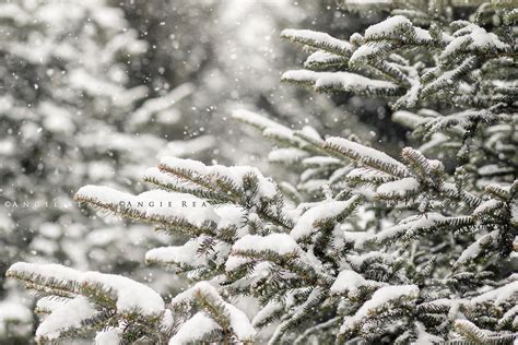 Winter Tree Photograph, Snow Wall Art, Evergreen Trees, Snowy Tree ...