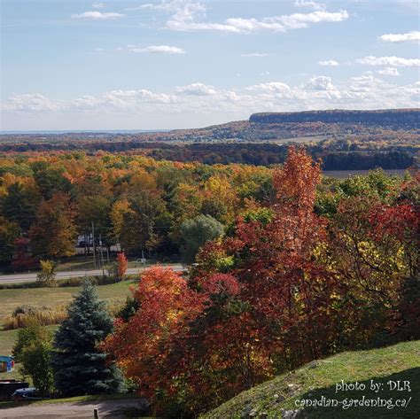 FALL in Canada - Glorious Sugar Maple Autumnal Color