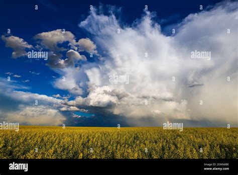 Canola Field Sky Rainbow Stock Photo - Alamy