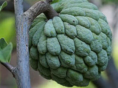 7 Different Types of Cherimoya with Images - Asian Recipe