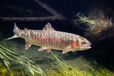 Non-native Predator Influences Habitat Preferences in a Freshwater Fish – Fish Habitat Section ...