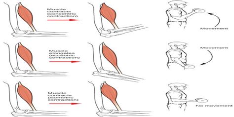 Isometric vs isotonic contraction - Healthybodyathome