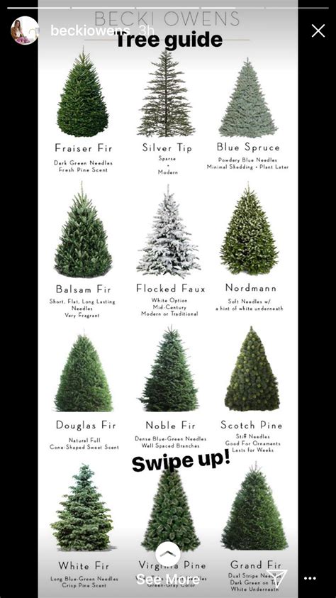 types of fir trees for christmas - Cheri Horan