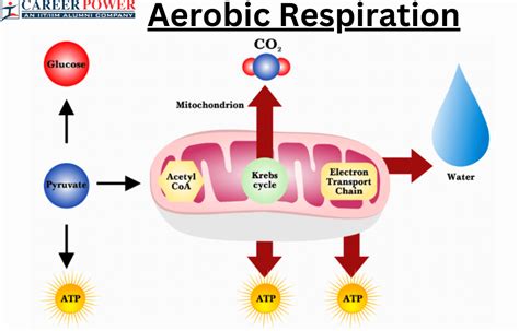 Aerobic Respiration: Definition, Equation and Examples