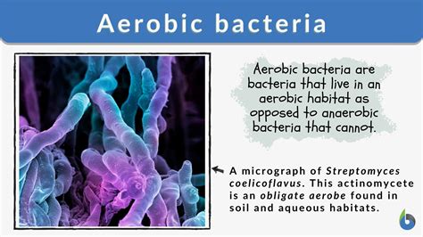 Aerobic bacteria - Definition and Examples - Biology Online Dictionary