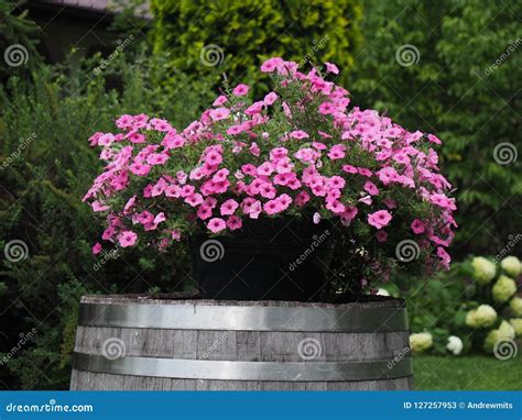 Wooden Barrel and Flowers Yard Decoration Stock Image - Image of ...