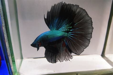 Black Orchid Betta Fish: Care Guide, Pictures, Lifespan & More | Hepper