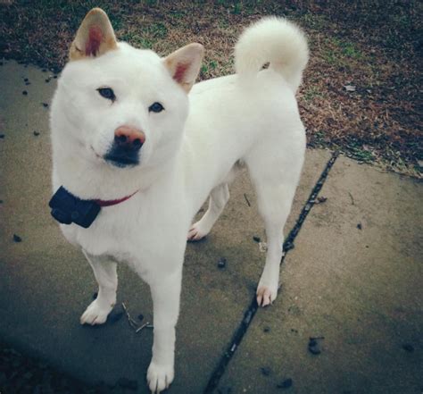 This is my cream Shiba Inu! - Imgur | Shiba inu dog, Shiba inu, Cute ...