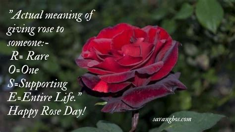 Rose Day Quotes, Wishes and Messages