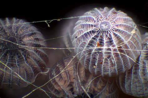 Moth eggs in spider silk | Nikon Small World