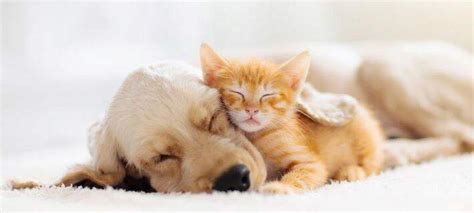 10 Dog Breeds That Get Along Well With Cats | Nylabone