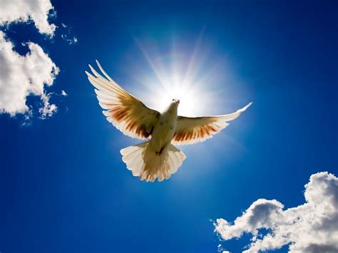 Dove of peace | Flickr - Photo Sharing!