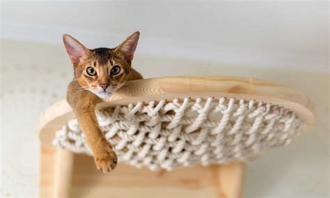 The Best Cat Hammocks - A-Z Animals