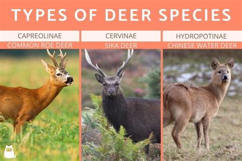 Different Types of Deer Species - Cervid Animals With Photos