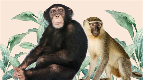 Monkeys Vs Apes | RoundGlass | Sustain
