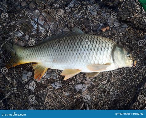 Cyprinus carpio stock photo. Image of fish, carpio, saran - 100721306