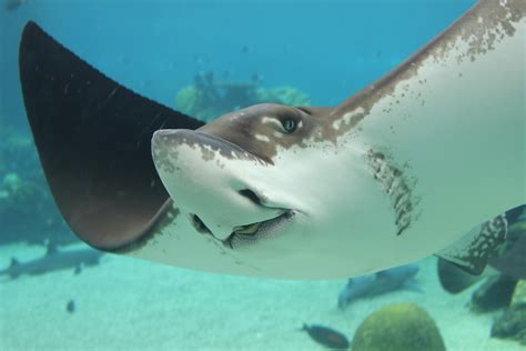 Stingray Underwater Photos, Download The BEST Free Stingray Underwater ...