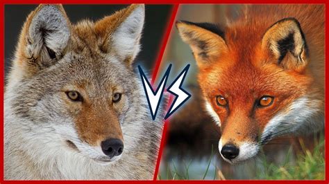 7 Difference Between Coyotes and Foxes with Similarities - Animal Differences