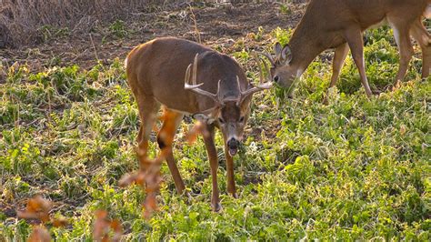 Brassicas for Whitetail Deer: The BioLogic Difference | Mossy Oak ...