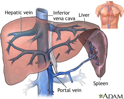 Hepatic venous circulation: MedlinePlus Medical Encyclopedia Image