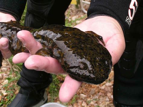 Good News for Hellbender Habitat: Grant Funds Conservation Work for ...