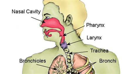 Fractured Larynx - Symptoms, Causes & Treatment