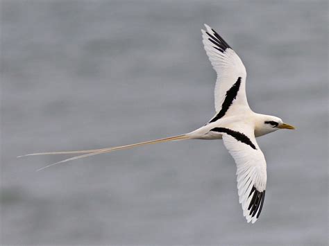 White-tailed Tropicbird - Missouri eBird