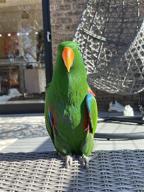 Male Eclectus Parrot In Need Of Loving Home - PetsForHomes