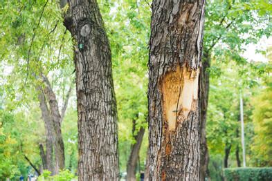 Peeling Bark And What To Do About It - Syracuse Tree Service