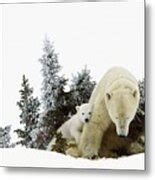 Polar Bears At Wapusk National Park Photograph by Richard Wear - Fine Art America