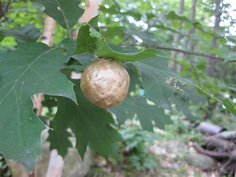 Oak Gall | Did you know that Oak Galls are a result of a gal… | Flickr