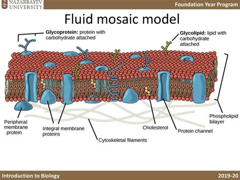 Cells and the plasma membrane. Lecture B4 - презентация онлайн