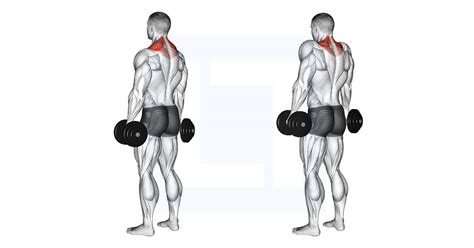 Dumbbell Shrug - Guide, Benefits, and Form