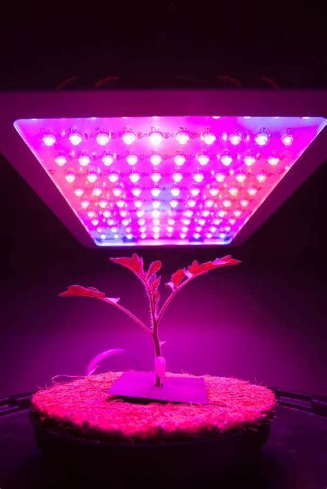 Best Grow Lights For Your Fiddle Leaf Fig to Thrive (2023)
