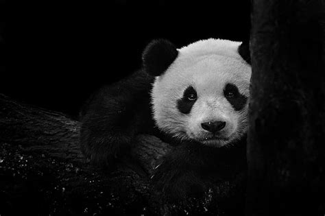 Cute Panda Wallpaper Black Background - Infoupdate.org