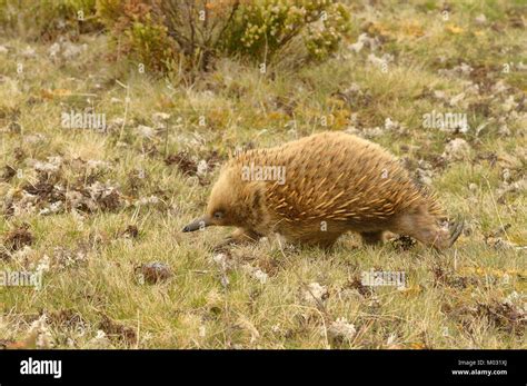 Eggs of an echidna hi-res stock photography and images - Alamy