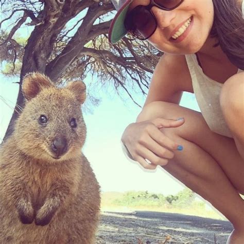 The 'Quokka Selfie'-Just Look At That Grin | Travels And Living