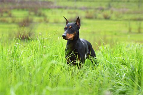 Doberman Pinscher Ears Stock Photos, Pictures & Royalty-Free Images - iStock