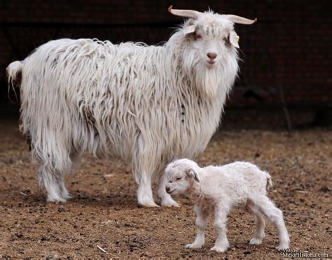 cashmere-goat-baby | Ausgestopftes tier, Tierbabys, Lustige tierbabys