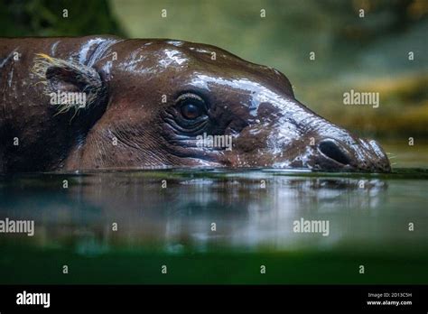 Animals in the Singapore Zoo Stock Photo - Alamy