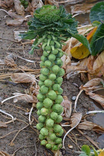 Brussels sprouts - Gardening at USask - College of Agriculture and ...