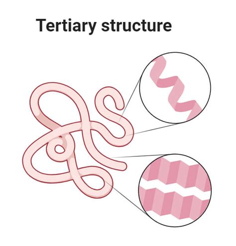 Types of Protein Structure with Diagrams