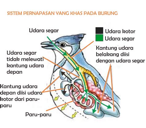 Sistem Pernapasan Burung | BioFuntastic