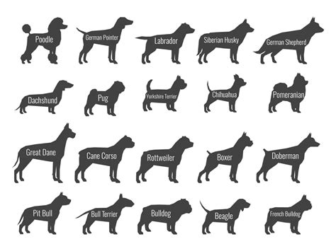 Canine tail size, form, place can trace at canine breed - PetsBlogLive