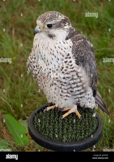 Gyrfalcon Size Comparison