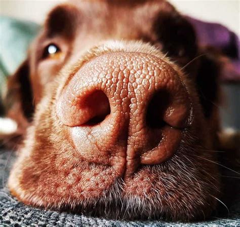 10 Fascinating Facts About Your Dog's Nose You Need to Know | DOGALYO