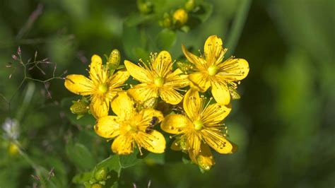 15 Plants That Shine in Winter Landscapes - Cold Weather Plants