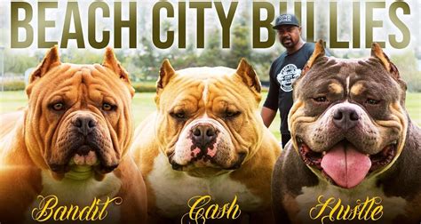 Beach City Bullies: Cash, Hustle & Bandit