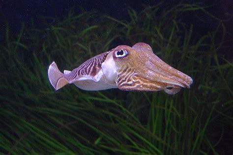 Cuttlefish - A-Z Animals